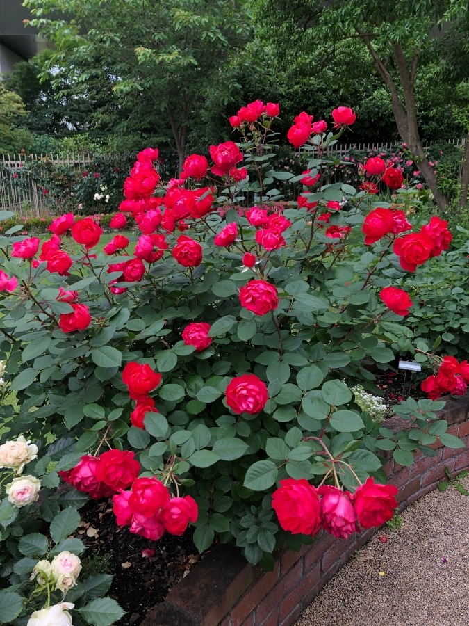 自宅の薔薇🌹が満開です　澄んだ空気と綺麗な花々を見て、心が安らぎますね💓